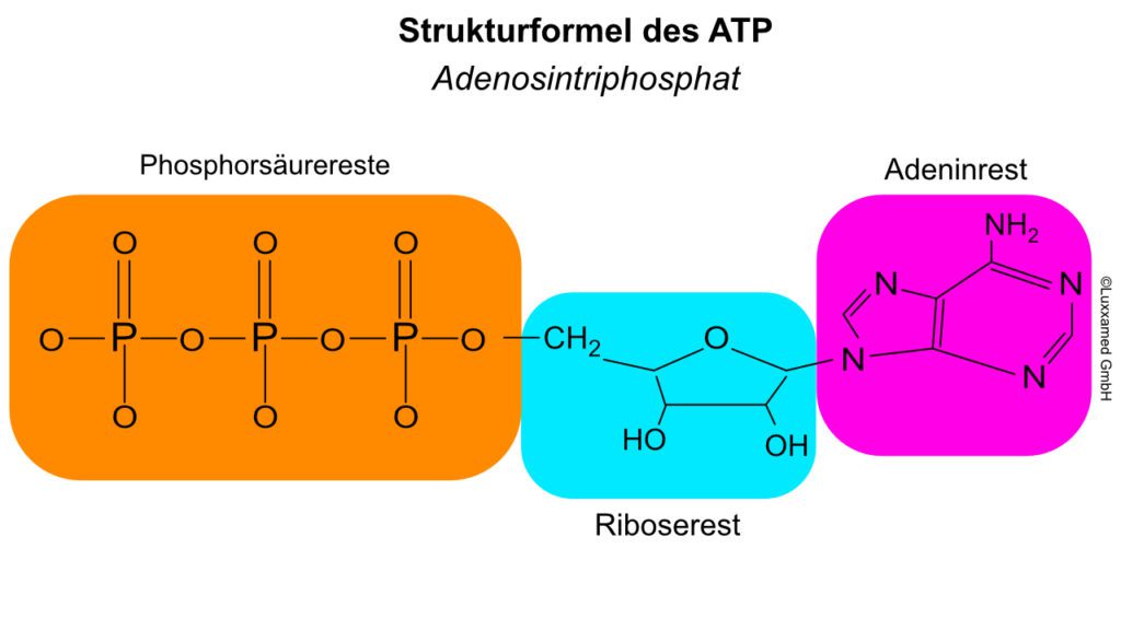 ATP-Mikrostrom-Microcurrent
