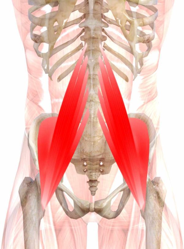 Iliopsoas – Luxxamed
