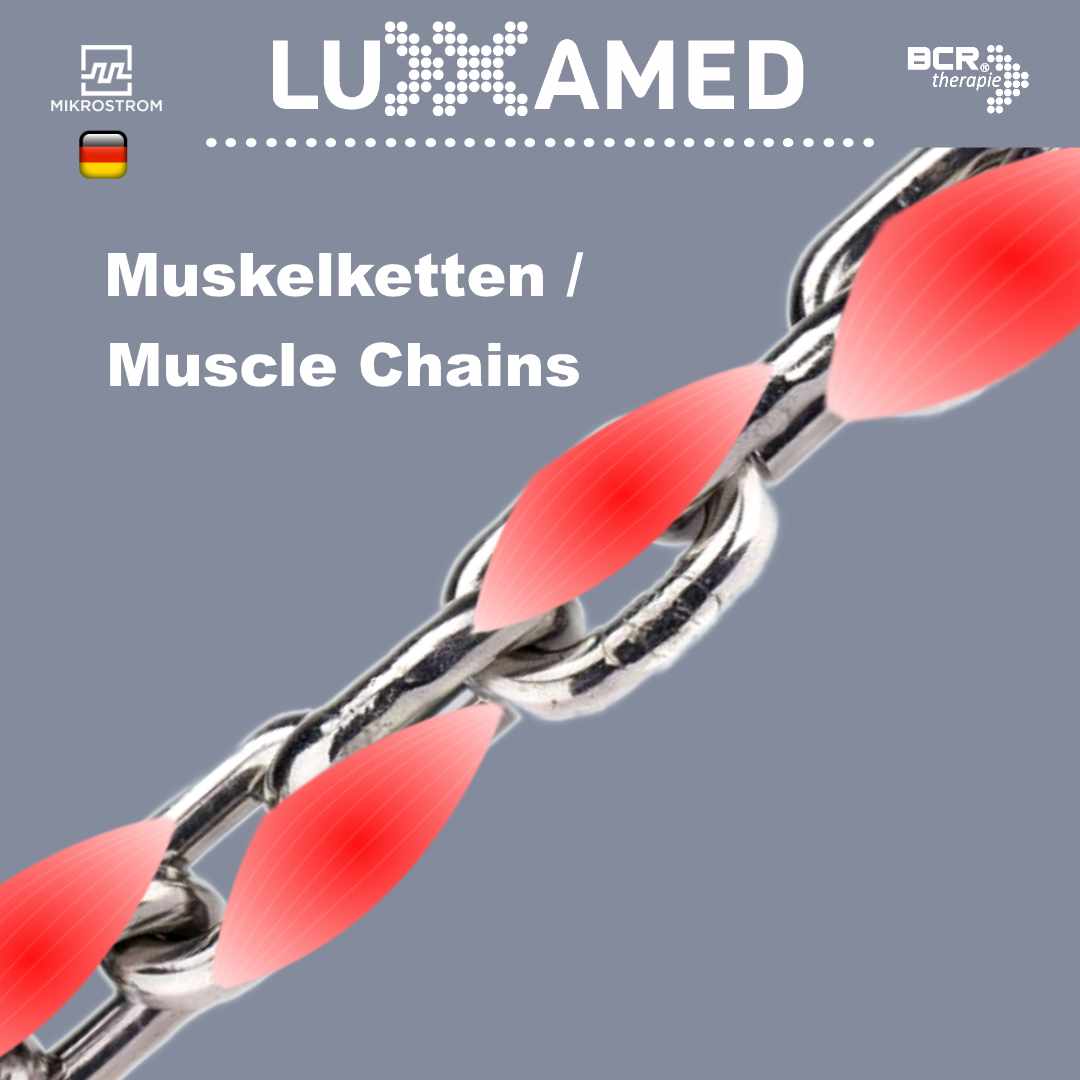muskelketten-muscle-chains