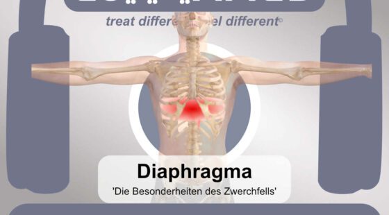 diaphragma-zwerchfell